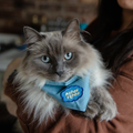 Person holding a cat wearing a blue bandana with a paw print design.