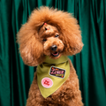 Brown dog with a fluffy haircut and green bandana against a green curtain background