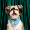 Dog wearing a blue bandana with a rainbow and 'Rescue' logo against a green curtain background